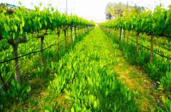 Microvinhas: curso inovador na Espanha sobre vinicultura sustentável e de alta qualidade em minifúndios tem participação de especialista brasileiro
